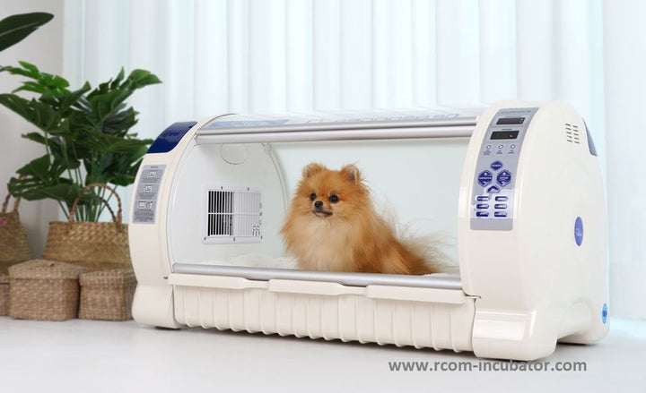 A picture of the white and blue RCOM Oxygen Brooder with a happy beige Pomeranian inside.