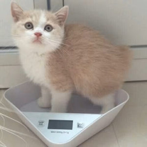 Pet Scale with Removable Tray