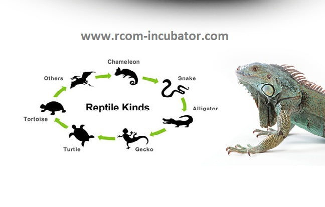 Max 90 Juragon Reptile Incubator