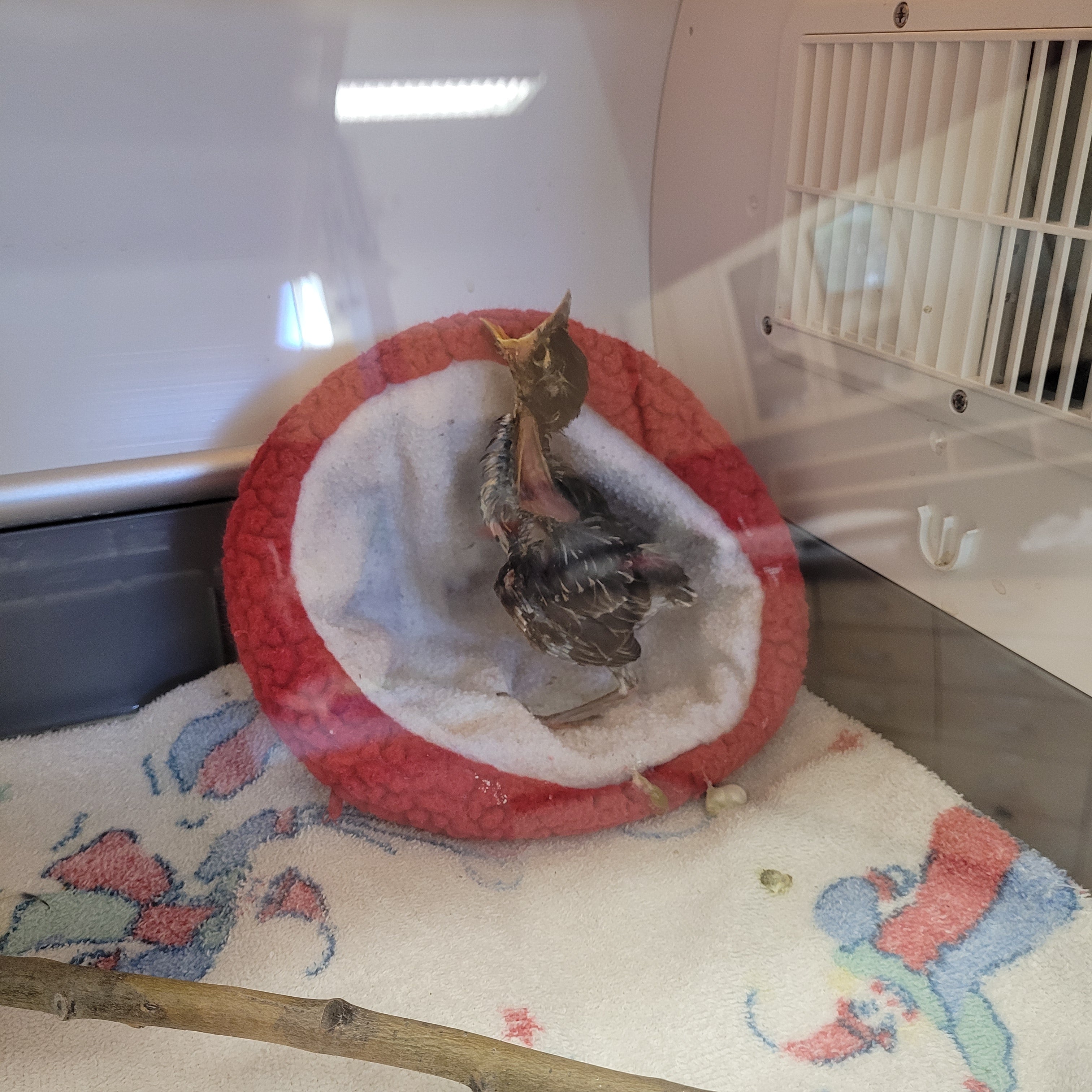 Best practices when getting a new incubator/brooder