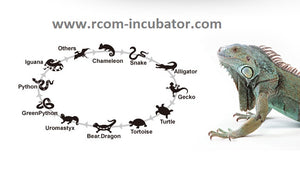 Pro 90 Juragon Reptile Incubator